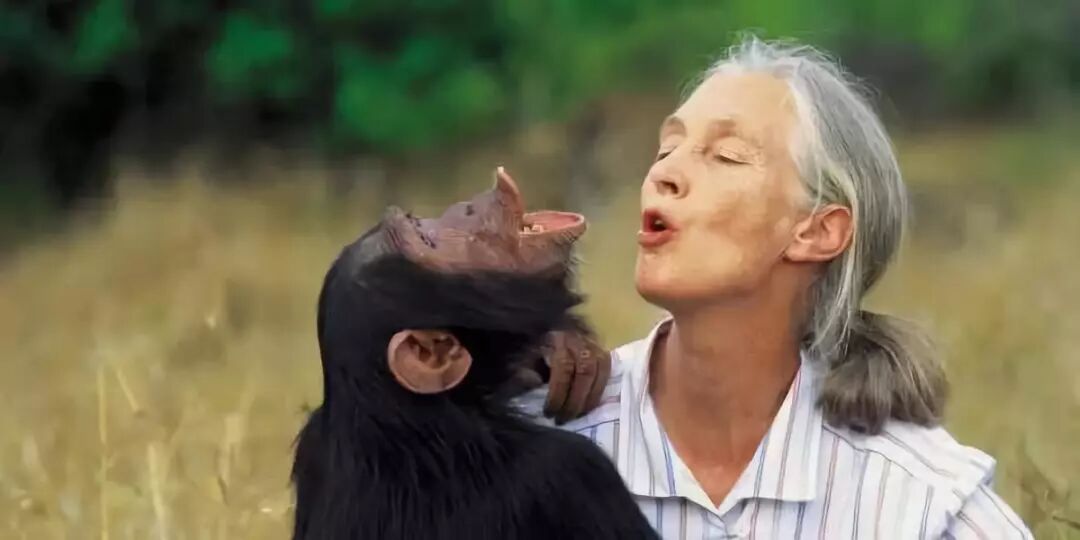 关于Dr. Jane Goodall你绝对不知道的秘密 现场图 3 | 田丽莲 Lilian Tian 金尚JinShang