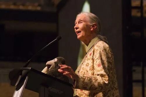 关于Dr. Jane Goodall你绝对不知道的秘密 现场图 12 | 田丽莲 Lilian Tian 金尚JinShang